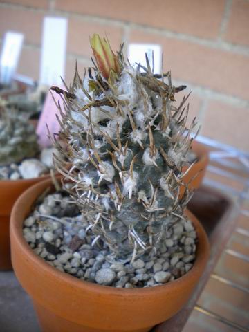 Turbinicarpus flaviflorus 