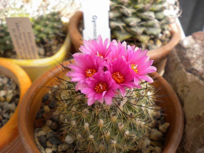 Turbinicarpus  