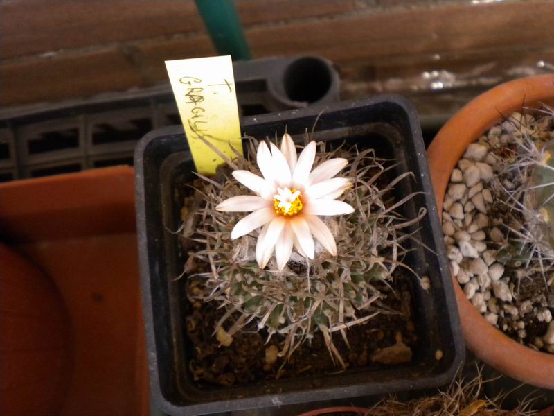 Turbinicarpus gracilis 