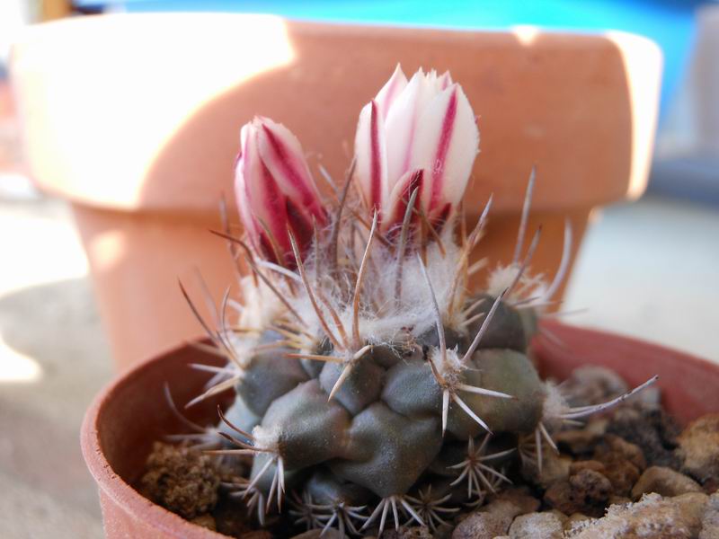 Turbinicarpus hoferi VM 267