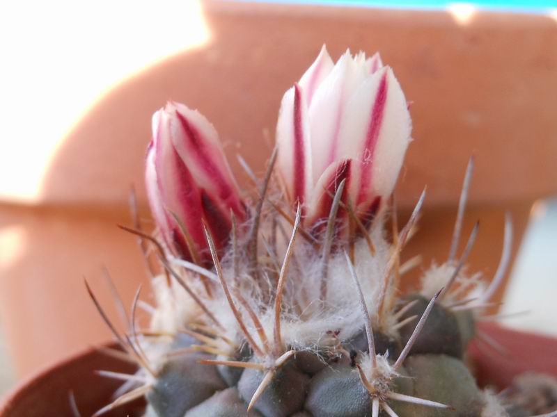 Turbinicarpus hoferi VM 267