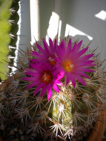 Turbinicarpus horripilus 