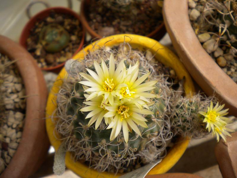 Turbinicarpus pseudomacrochele ssp. krainzianus 