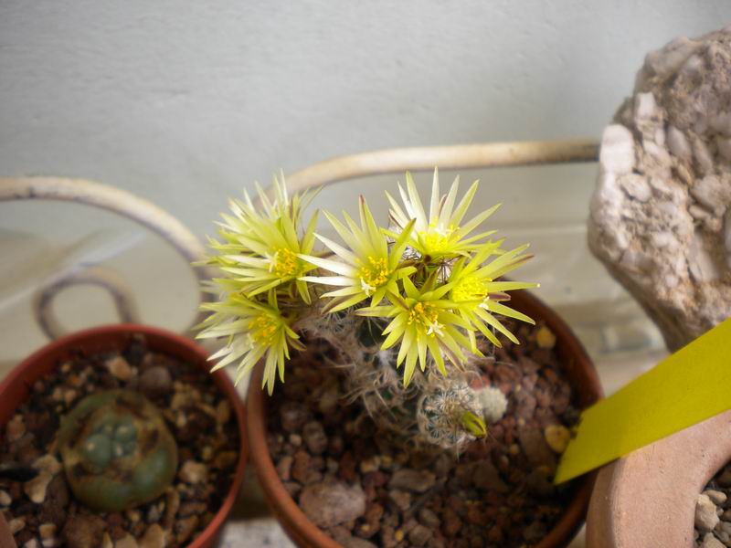 turbinicarpus pseudomacrochele ssp. minimus