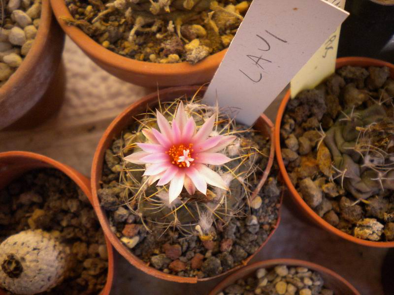 Turbinicarpus laui 