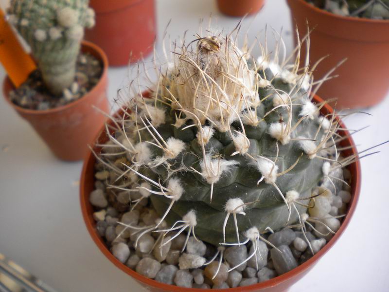 Turbinicarpus laui 