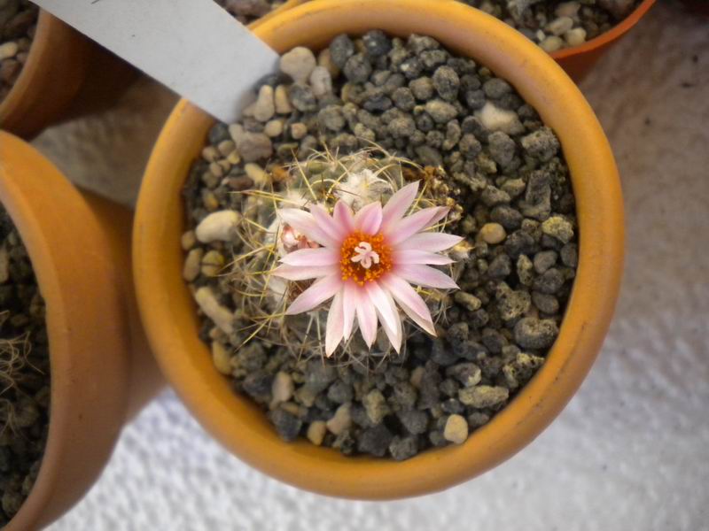 Turbinicarpus laui 