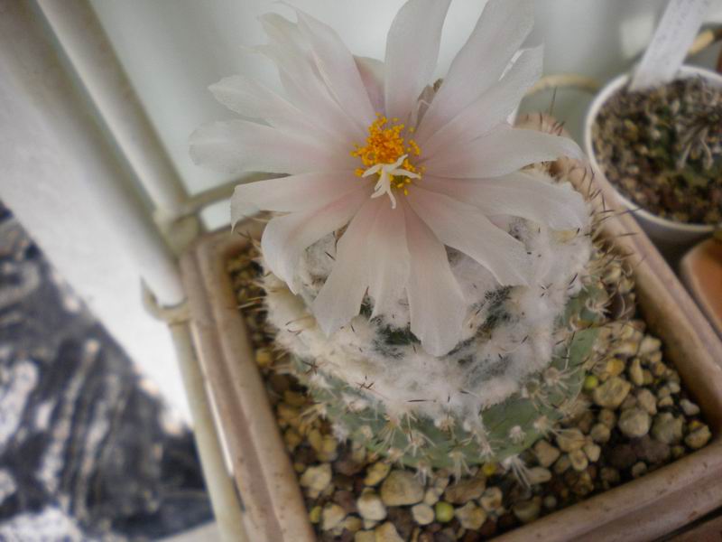 Turbinicarpus lophophoroides 