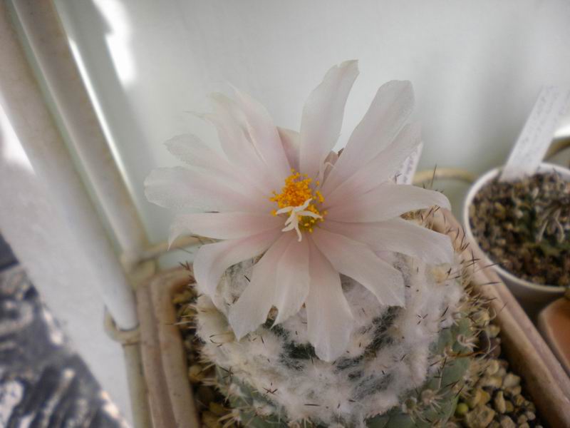 Turbinicarpus lophophoroides 