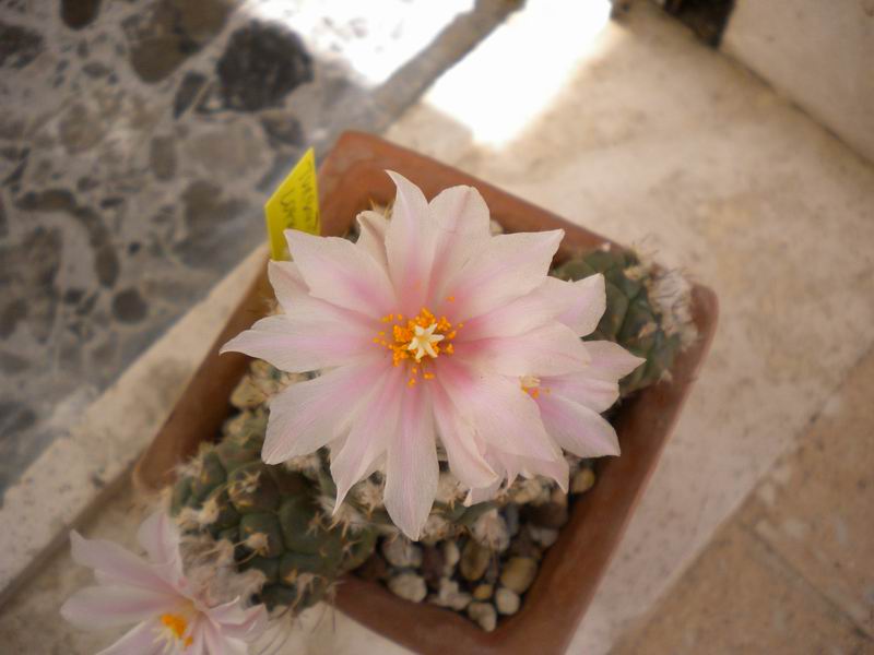 Turbinicarpus lophophoroides 