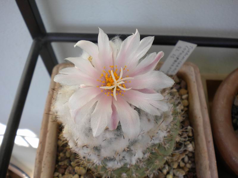 Turbinicarpus lophophoroides 