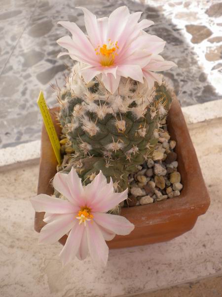 Turbinicarpus lophophoroides 