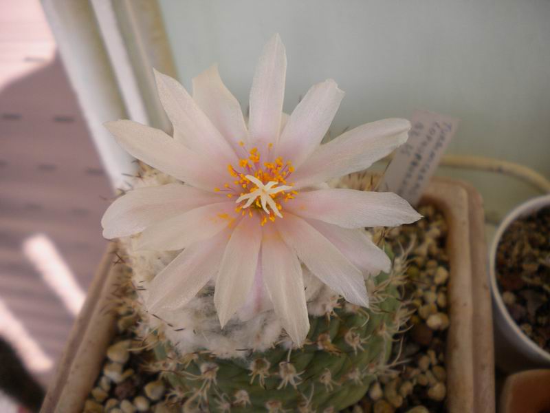 Turbinicarpus lophophoroides BZ 25