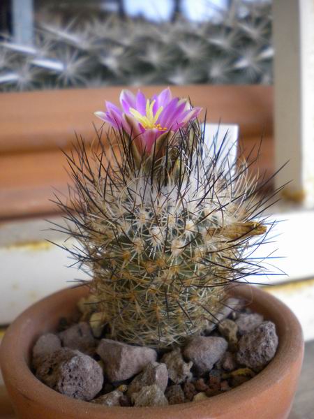 Turbinicarpus mandragora ssp. beguinii 