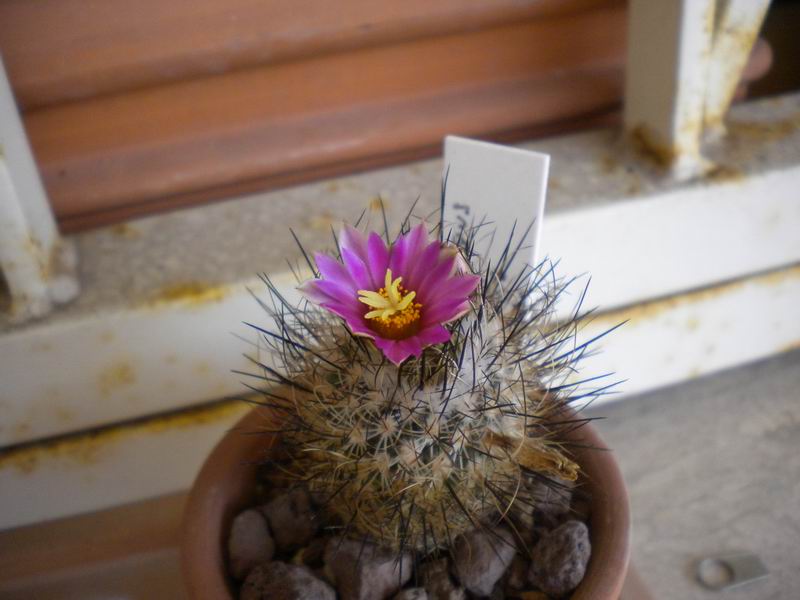 Turbinicarpus mandragora ssp. beguinii 