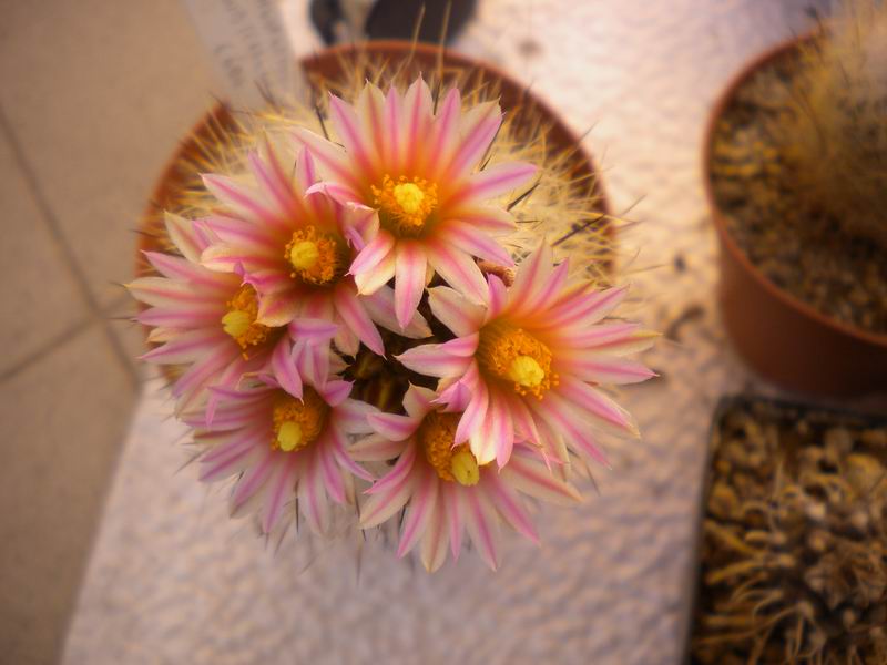 Turbinicarpus mandragora ssp. zaragozae 