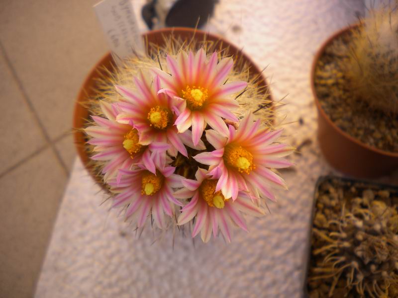 Turbinicarpus mandragora ssp. zaragozae 