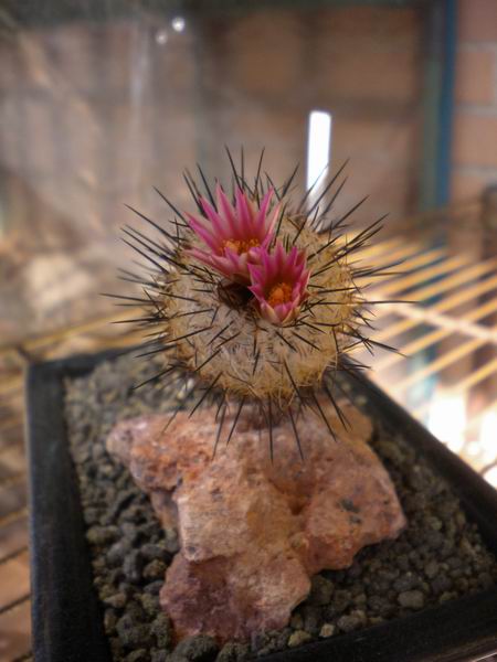 Turbinicarpus mandragora ssp. zaragozae 