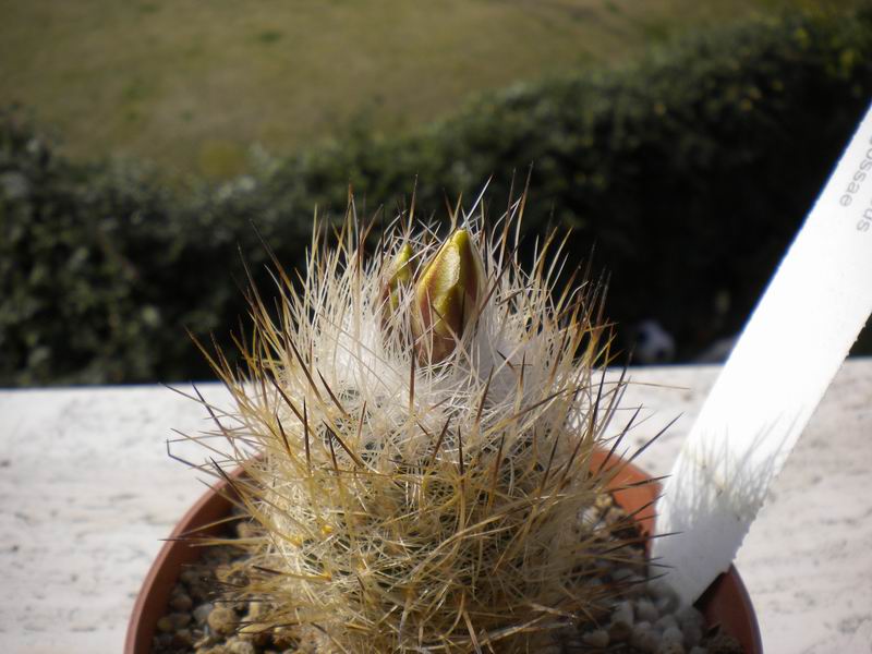 turbinicarpus mandragora ssp. zaragozae