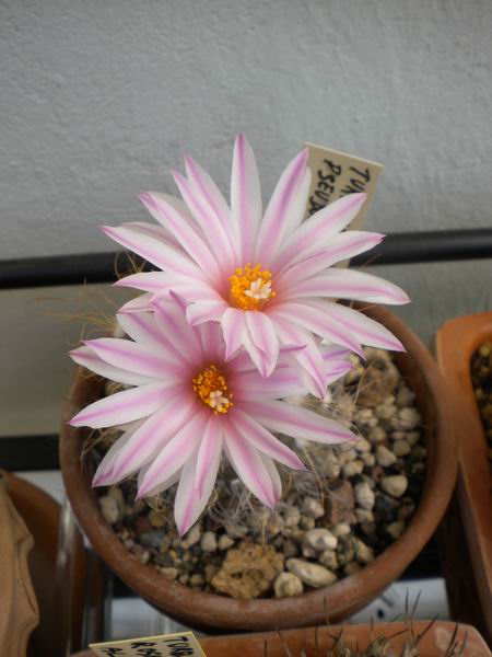 Turbinicarpus pseudomacrochele 