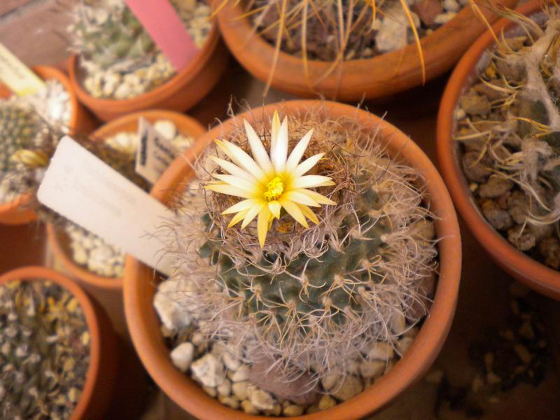 Turbinicarpus pseudomacrochele ssp. krainzianus 