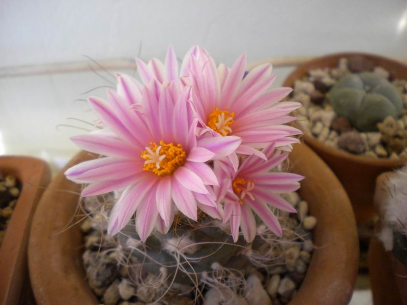 Turbinicarpus pseudomacrochele 