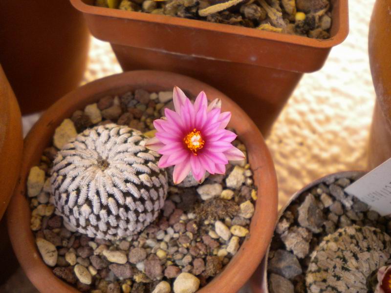 Turbinicarpus pseudopectinatus 