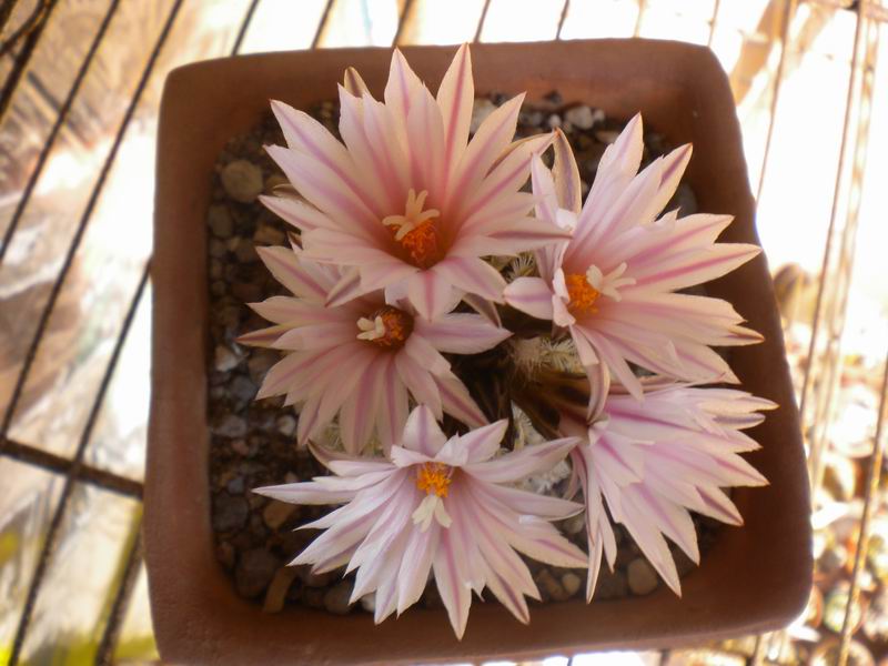 Turbinicarpus pseudopectinatus 