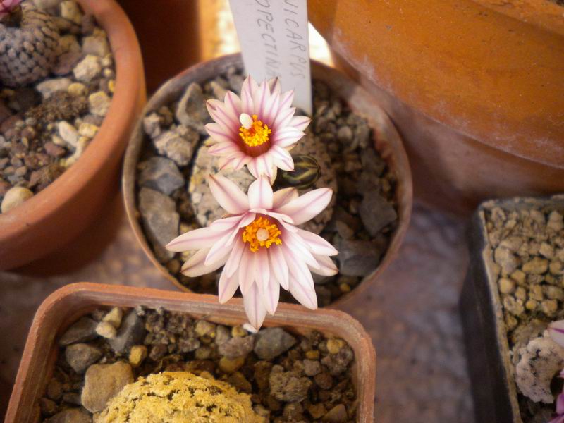 Turbinicarpus pseudopectinatus 