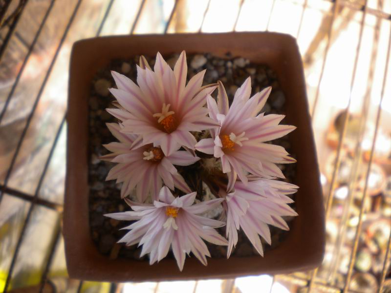 Turbinicarpus pseudopectinatus 