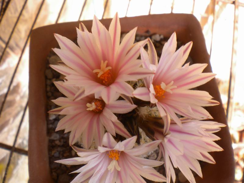 Turbinicarpus pseudopectinatus 