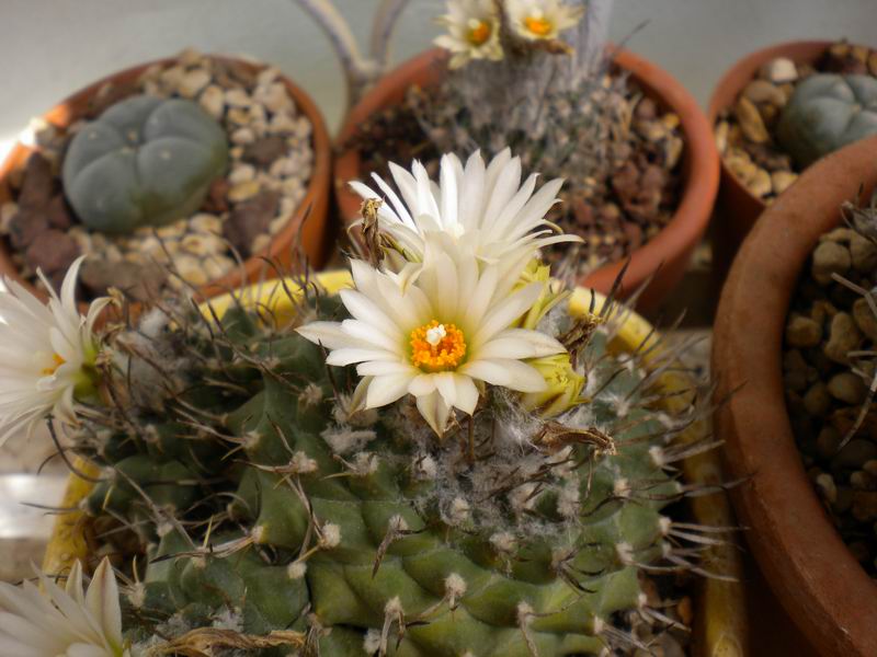 Turbinicarpus roseiflorus v. albiflorus 