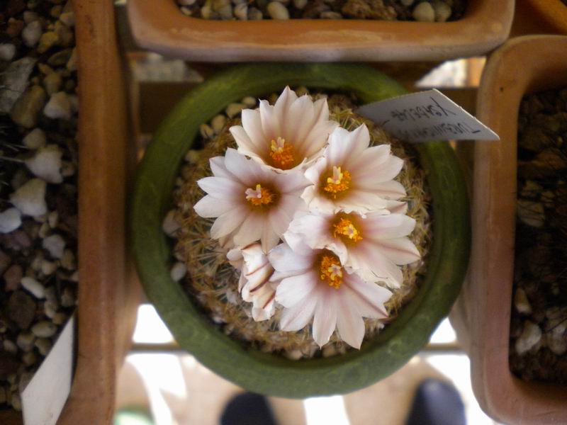 Turbinicarpus saueri ssp. ysabelae 