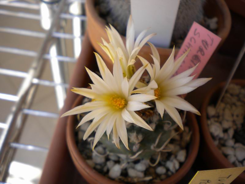 turbinicarpus  