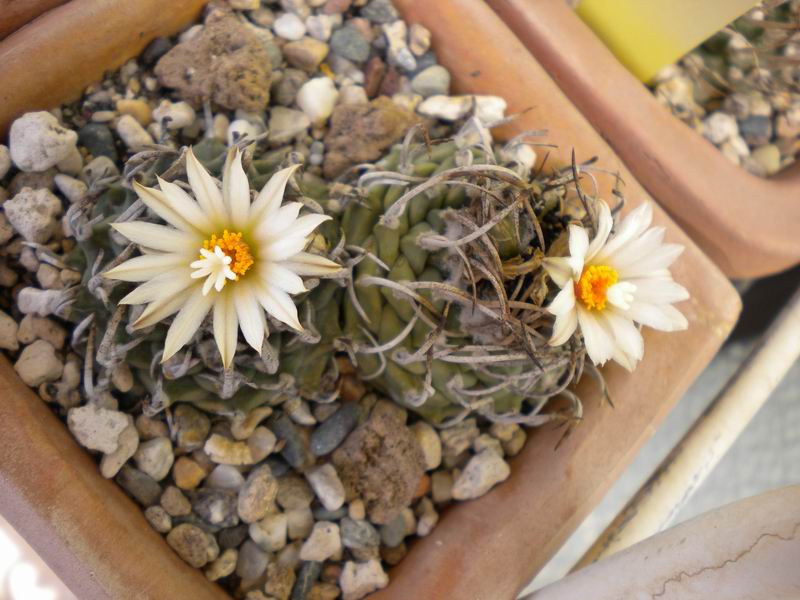 Turbinicarpus schmiedickeanus 