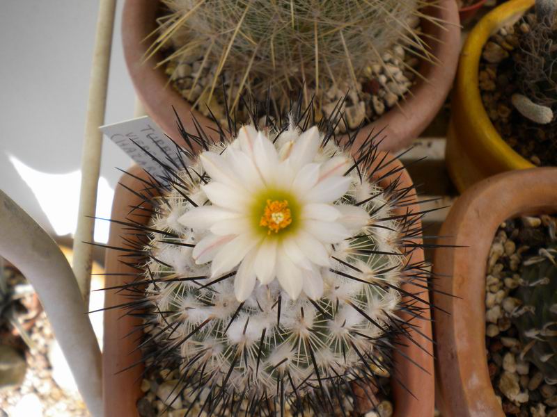 Turbinicarpus viereckii ssp. major 