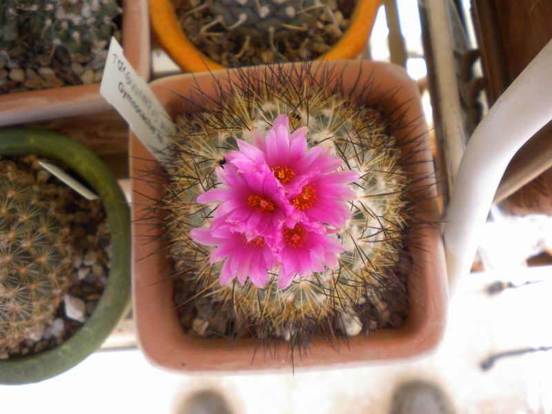 Turbinicarpus viereckii 