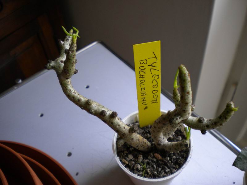 tylecodon buchholzianus 
