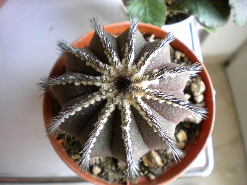 Uebelmannia pectinifera 