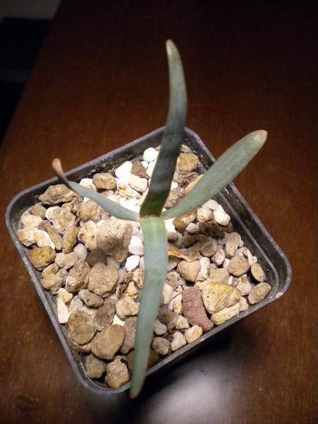 Welwitschia mirabilis 