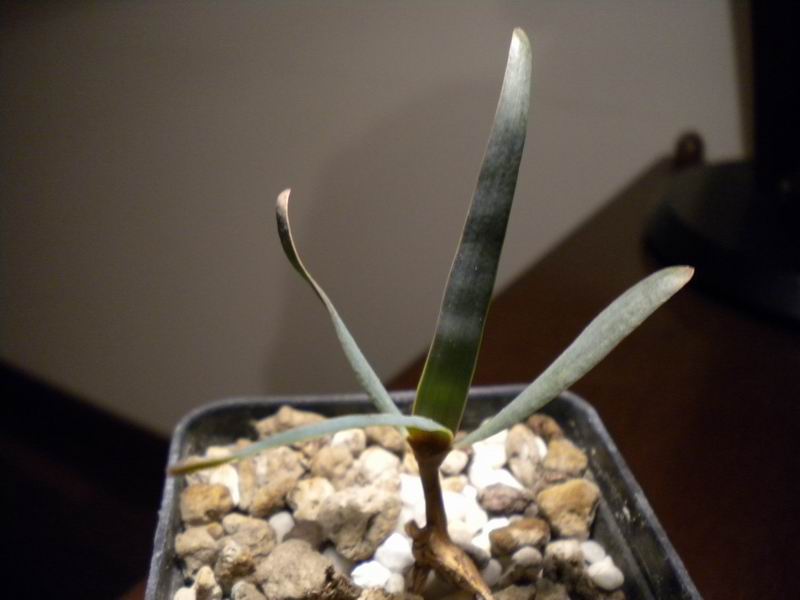 Welwitschia mirabilis 