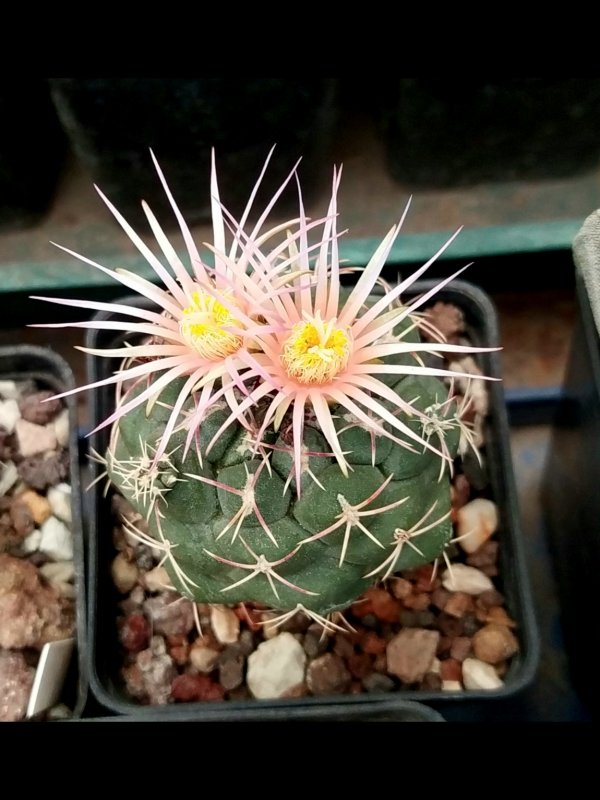 Thelocactus hexaedrophorus 