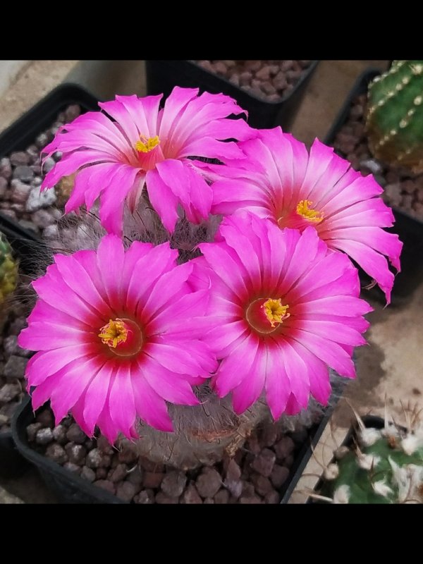 Mammillaria guelzowiana 