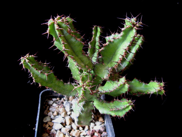 euphorbia restricta