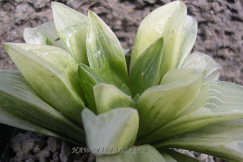 Haworthia retusa cv. Flash 