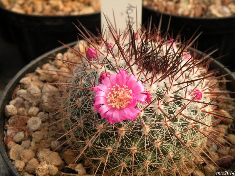 Mammillaria aff. montensis ROG 735