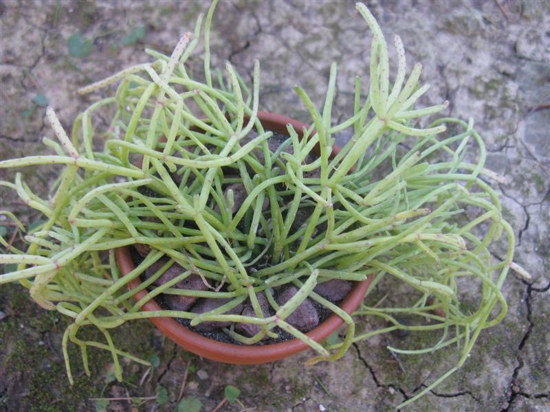 Rhipsalis capilliformis 