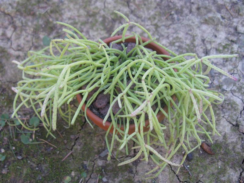 rhipsalis capilliformis