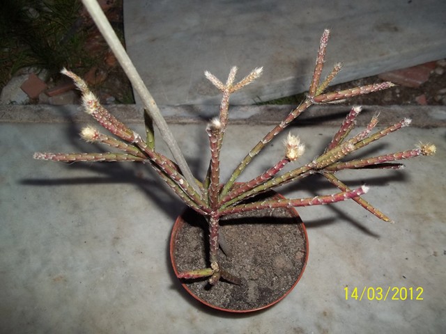 Rhipsalis pilocarpa 
