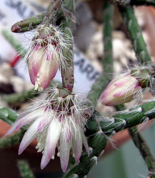 Rhipsalis pilocarpa 